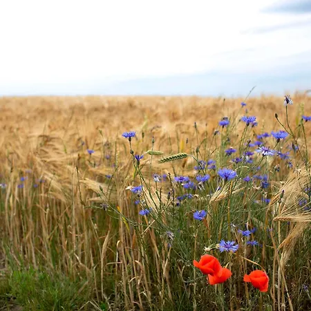 Haus Meistereck 公寓 Melzow